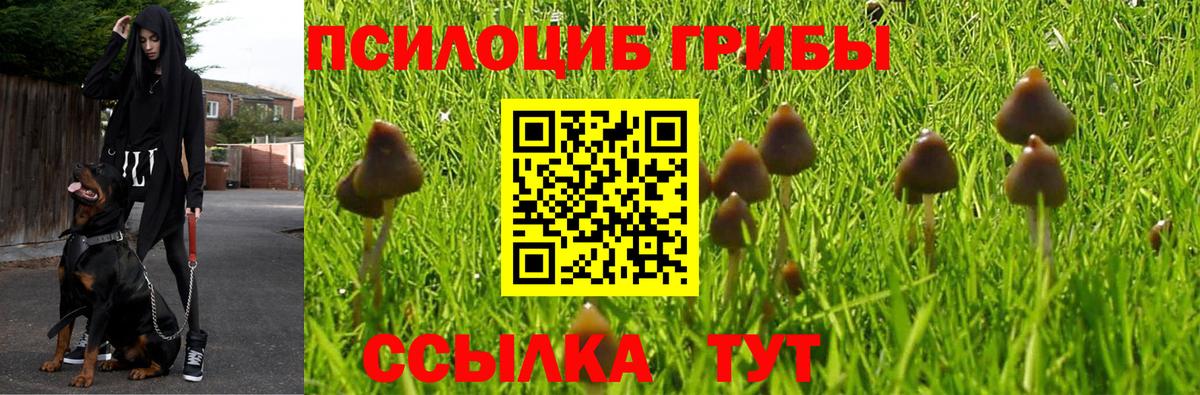 Галлюциногенные грибы Psilocybe Среднеуральск